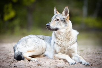 czechoslovakian wolfdog portrait in the forest