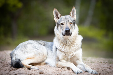 czechoslovakian wolfdog portrait in the forest
