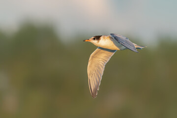  Juvenile Common Tern (Sterna hirundo) in flight. Gelderland in the Netherlands.                                                                