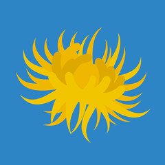 yellow aster head on blue background