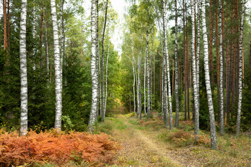 Obraz premium Misty autumn forest. Red autumn in misty forest. Morning fog in autumn forest Poland Europe