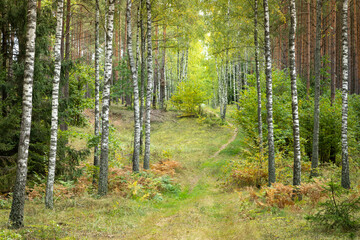 Obraz premium Misty autumn forest. Red autumn in misty forest. Morning fog in autumn forest Poland Europe