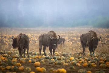 Foto op Plexiglas Herd of bisons from the Knyszyn Forest in a field with pumpkins, September Mammals - European bison Bison bonasus in autumn time, Knyszynska Forest, North-Eastern part of Poland © Marcin Perkowski