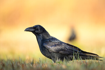 A beautiful raven ( Corvus corax ) North Poland Europe black bird crow
