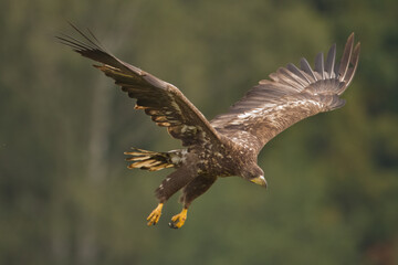 Majestic predator White-tailed eagle, Haliaeetus albicilla in Poland wild nature	