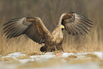 Majestic predator White-tailed eagle, Haliaeetus albicilla in Poland wild nature	