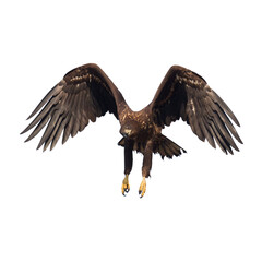 Obraz premium Birds of prey White tailed eagle isolated on white background flying bird
