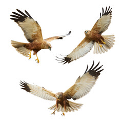 Bird of prey Marsh Harrier Circus aeruginosus isolated on white background - mix set three flying birds