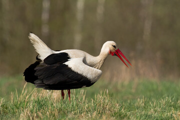 A white stork Ciconia ciconia walking among green meadow Poland Europe