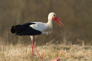 A white stork Ciconia ciconia walking among green meadow Poland Europe