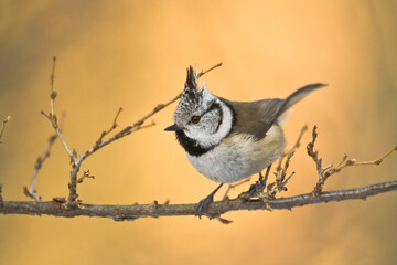 Bird Crested tit Lophophanes cristatus small bird perched on the tree in forest, Poland Europe