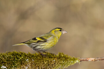 Fototapeta premium Bird Siskin Carduelis spinus male, small yellow bird, winter time in Poland Europe