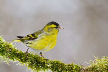Bird Siskin Carduelis spinus male, small yellow bird, winter time in Poland Europe