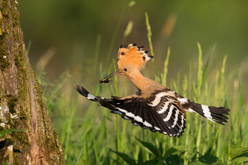 Bird Hoopoe Upupa epops, summer time in Poland Europe