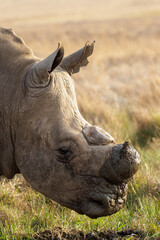 Obraz premium Dehorned white rhino in the wild, with mud on his nose