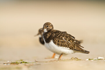 bird - Ruddy Turnstone migratory Arenaria interpres shorebird, migratory bird, Poland Europe Baltic Sea