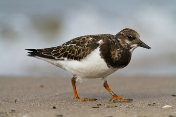 bird - Ruddy Turnstone migratory Arenaria interpres shorebird, migratory bird, Poland Europe Baltic Sea