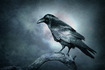 Obraz premium Bird Common Raven Corvus corax, dark style big black scary bird sitting on the branch, Helloween