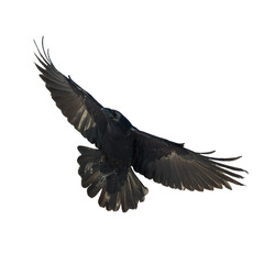 Birds flying raven isolated on white background Corvus corax. Halloween - black flying bird silhouette