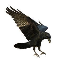 Birds flying raven isolated on white background Corvus corax. Halloween - black flying bird silhouette