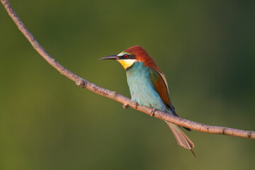 European Bee-Eater (Merops apiaster) perched on Branch near Breeding Colony. Wildlife scene of Nature in Northern Poland - Europe	