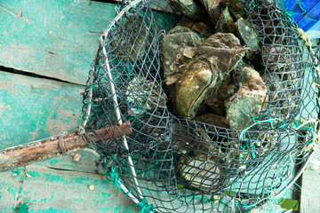 Freshly  harvested natural oysters in a net on a green wooden rustic background.