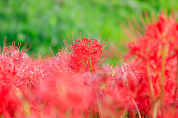 夕方の犬鳴川河川公園の彼岸花　福岡県宮若市　Cluster amaryllis at Inunaki River Park in the evening. Fukuoka prefecture.  Miyawaka cty.
