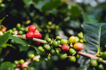 Arabicas Coffee Bean on Coffee tree at Doi Chaang in Thailand, Coffee bean Single origin words...