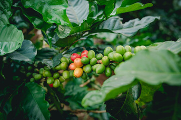 Arabicas Coffee Bean on Coffee tree at Doi Chaang in Thailand, Coffee bean Single origin words...