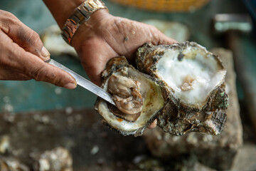 An oyster farmer opens a fresh oyster with a knife showing the freshness and quality of his produce. Close up with selective focus in natural light.