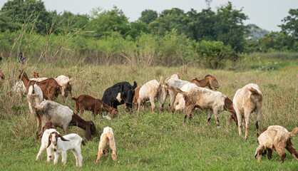 Obraz premium Many goats were grazing in the fields.