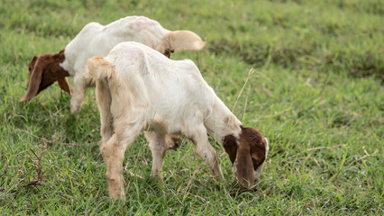 Fototapeta premium Many goats were grazing in the fields.