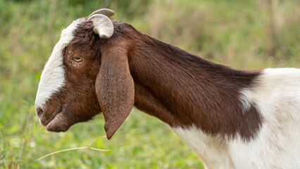 Many goats were grazing in the fields.