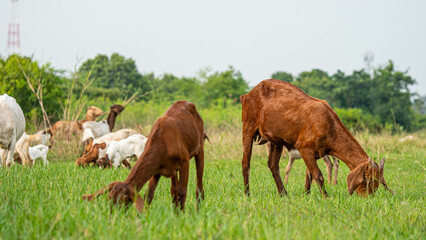 Naklejka na ściany i meble Many goats were grazing in the fields.
