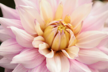 Floral background, floral wallpaper. Beautiful delicate pink dahlia petals