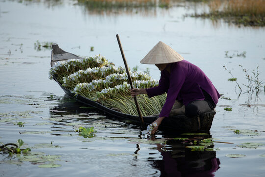 A female worker harvesting water lilies from a small wooden rowing boat. She wears traditional purple clothes and hat.