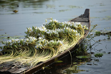 Water lilies beautifully arranged on the deck of a small traditional wooden rowing boat used during the harvest in the Mekong Delta, Vietnam
