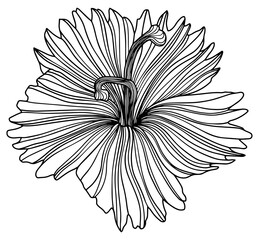 Illustration of abstract flower. Line art png