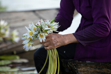 Close up of water lilies being harvested and a female workers hands. Farmers wear traditional...