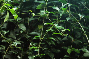 Floral background, wallpaper. Beautiful, tropical, dark green leaves intertwined with thin threads