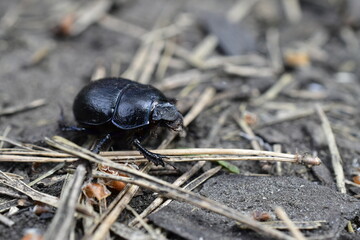 A black beetle crawls along the ground with pine needles.