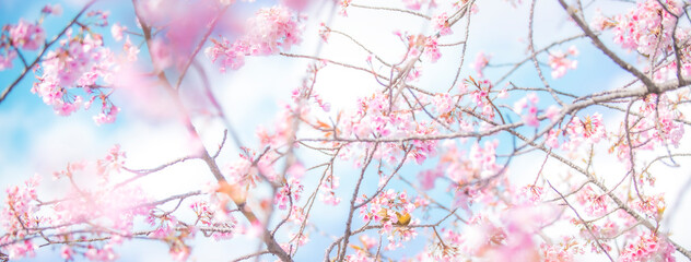 Obraz na płótnie Canvas 桜の花とメジロ