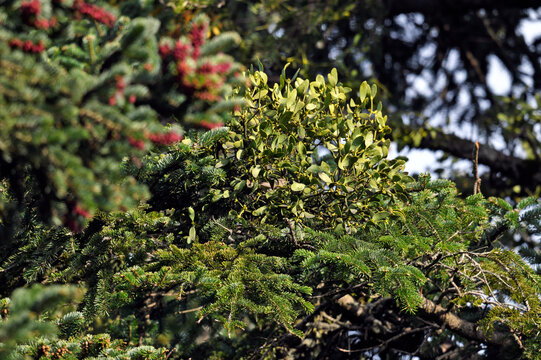 Mistletoe (Viscum album) on Greek fir (Abies cephalonica) // Wei&szlig;beerige Mistel auf Griechischer Tanne - Kato Olympos, Greece