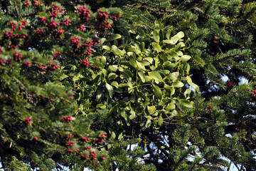 Weißbeerige Mistel (Viscum album) auf Griechischer Tanne (Abies cephalonica) // Mistletoe on Greek...