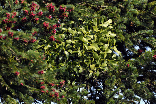 Wei&szlig;beerige Mistel (Viscum album) auf Griechischer Tanne (Abies cephalonica) // Mistletoe on Greek fir - Kato Olymp, Griechenland
