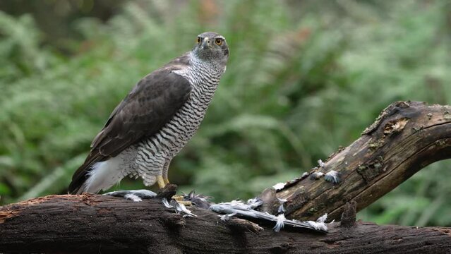 Cinematic Shot of Northern Goshawk Standing on it's Prey Slowly Ripping into it and Eating it