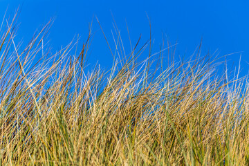 Beach grass against blue sky
