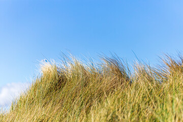 Fototapeta premium Beach grass against blue sky