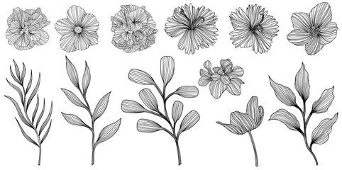 Abstract flowers isolated on white. Hand drawn line png illustration.
