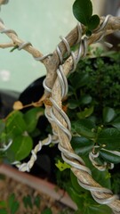 wire branches plants to make bonsai decoration creative  shape and bend 